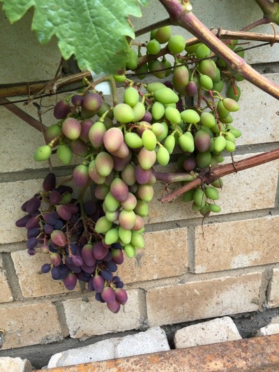 обработка винограда