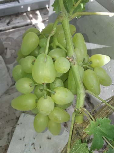 Виноград Бажена